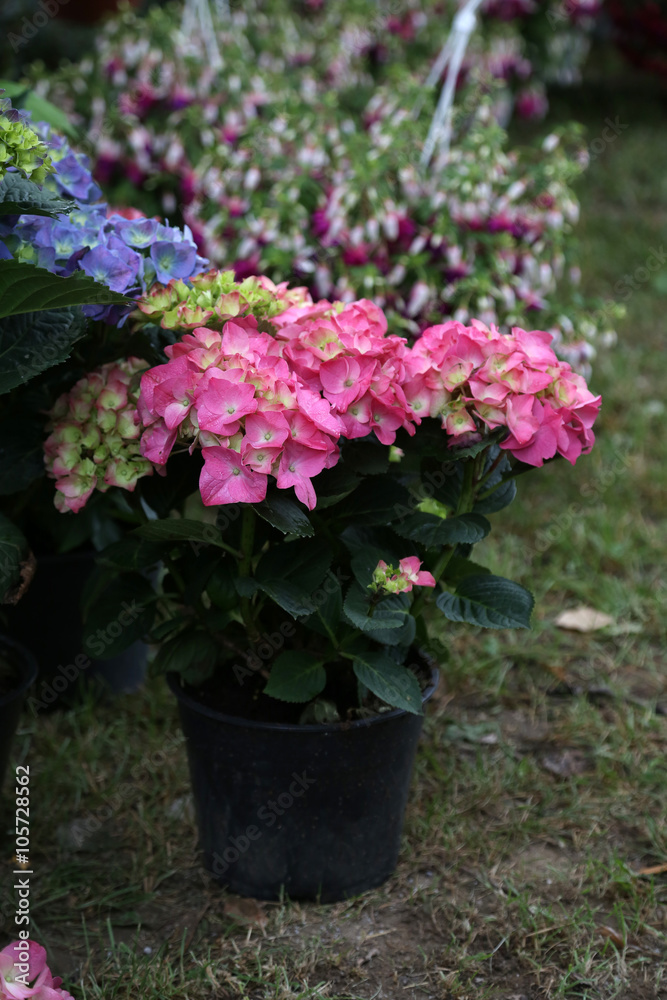 Obraz premium Flowers