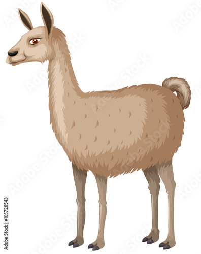 Llama with happy face