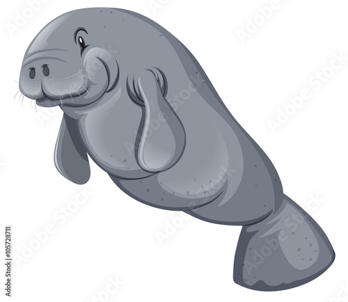 Sea walrus on white backgorund