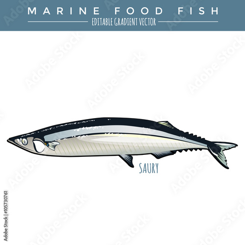 Saury. Marine Food Fish