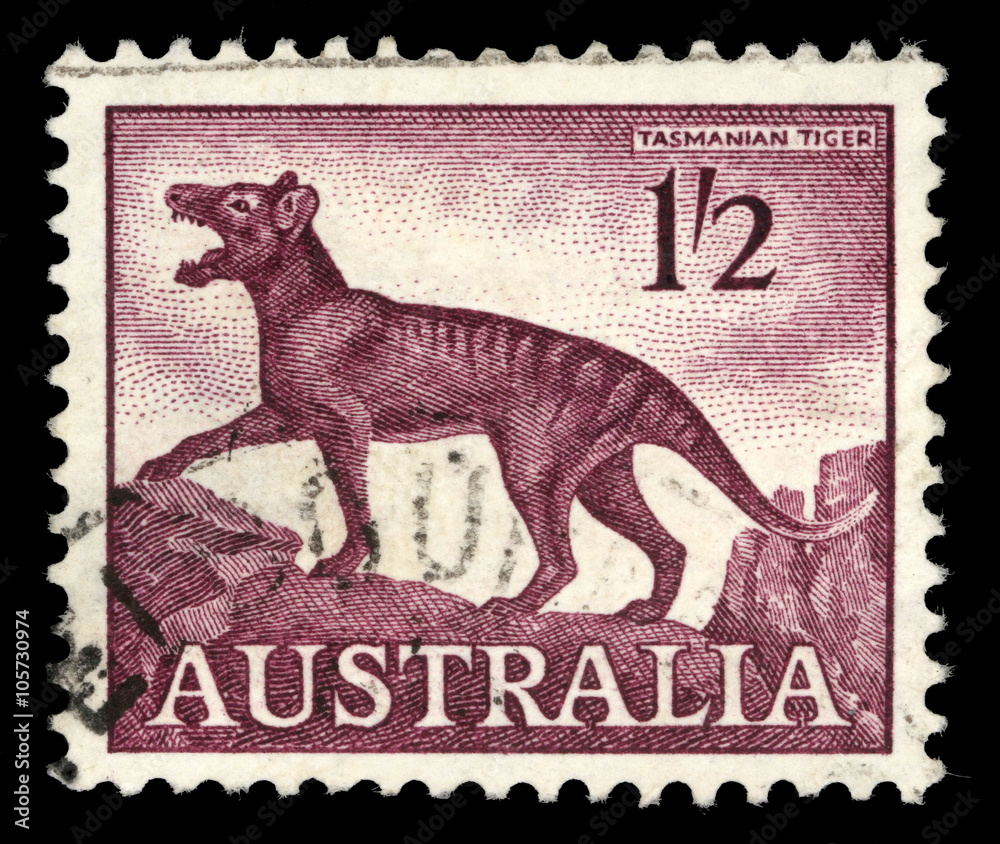 Fototapeta premium Stamp printed in Australia, shows a Tasmanian tiger (Thylacinus cynocephalus), circa 1961