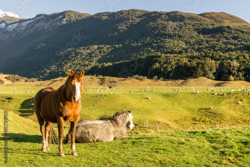 horses in Paradise, New Zealand