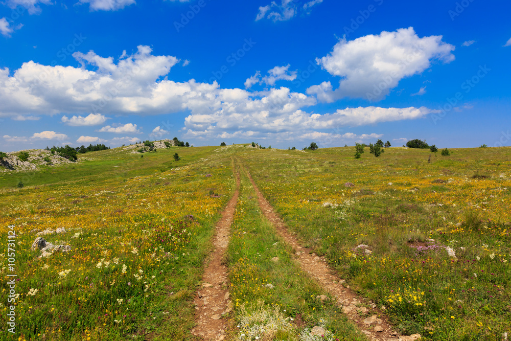 rut road on meadow