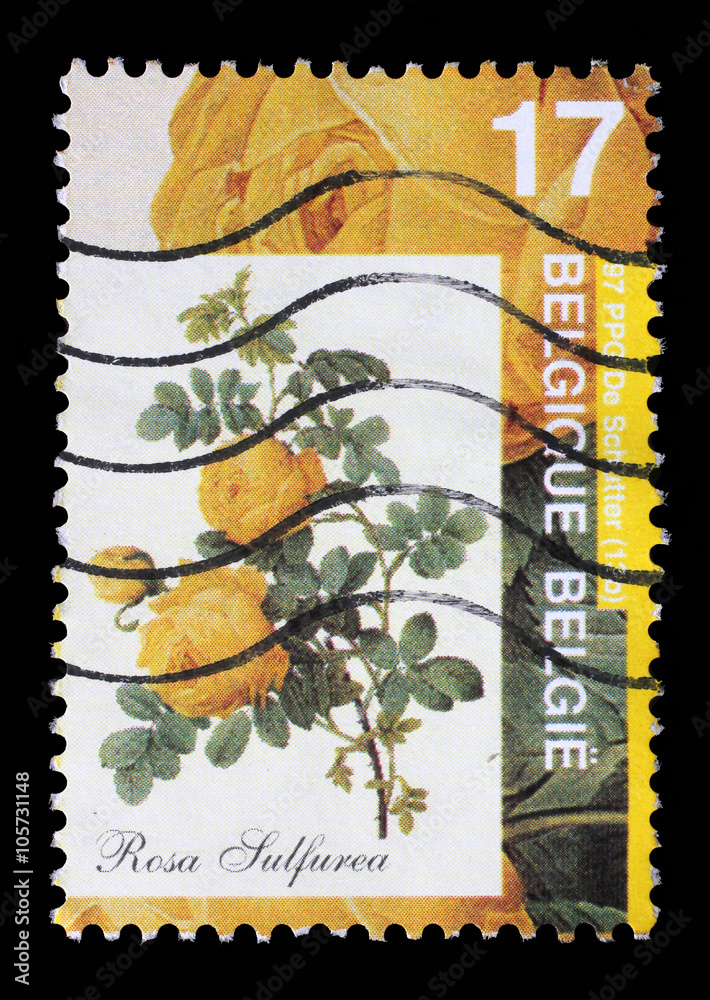 Stamp printed by Belgium shows Rose, Rosa sulfurea, circa 1997.