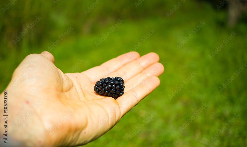 Hand holding one beautiful blackberry Hand holding one beautiful blackberry