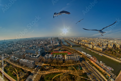 Flock of Birds flying over Paris