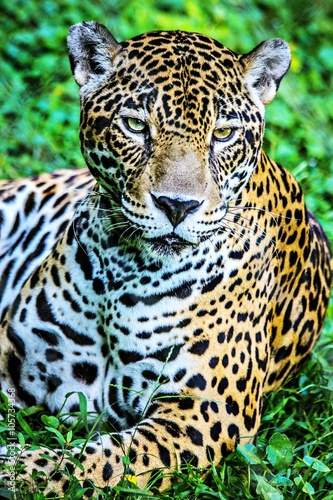 Jaguar face © cheriesummers18