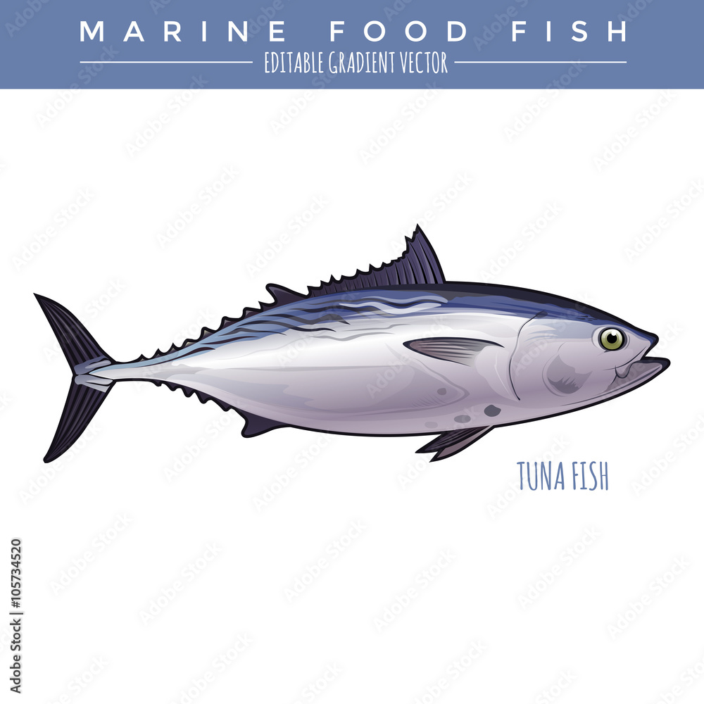 Naklejka premium Tuna. Marine Food Fish