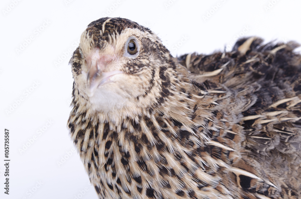 Fototapeta premium coturnix on a white background