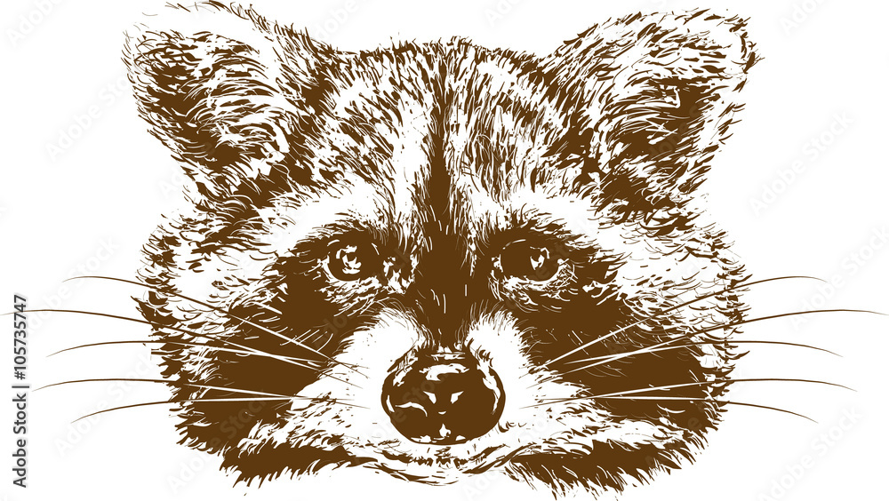 raccoon - obrazy, fototapety, plakaty 