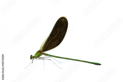 Green metalwing (Neurobasis chinensis) on white background (found in tropical Asia)