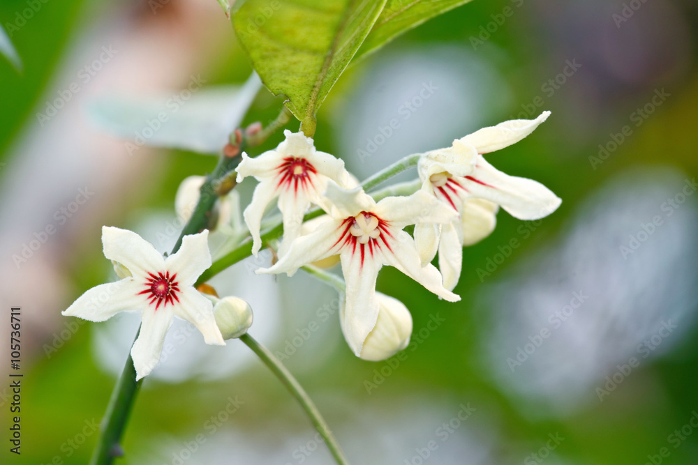 Cola Nitida (Kola nut/Cola/Kola/Bitter kola) flower. The tropical tree from Africa , Kola nut