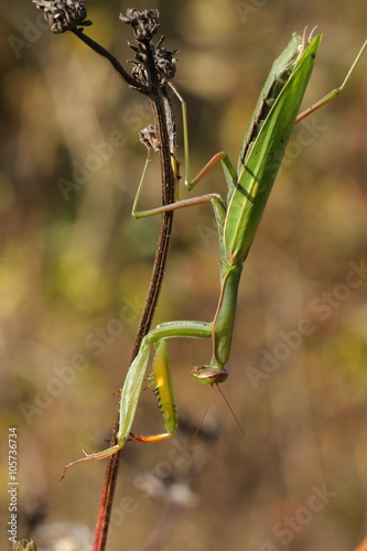 Mante religieuse (Mantis religiosa)