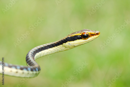 Painted bronzeback tree snake (Dendrelaphis pictus) found in Southeast Asia and India