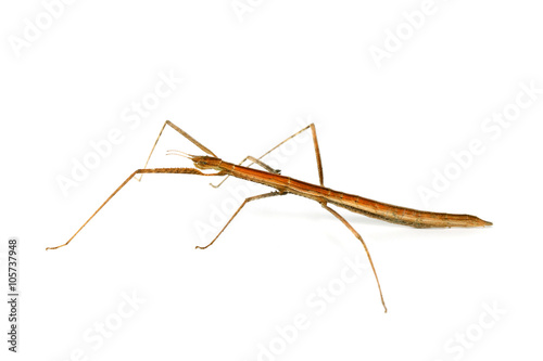 Stick Insect (walking sticks/stick-bugs/ phasmids/ghost insects) from Southeast Asia on white background photo