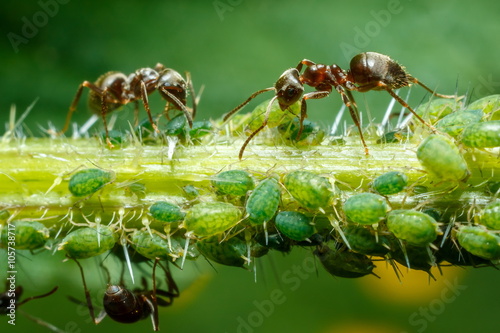 Ants taking care of aphids photo