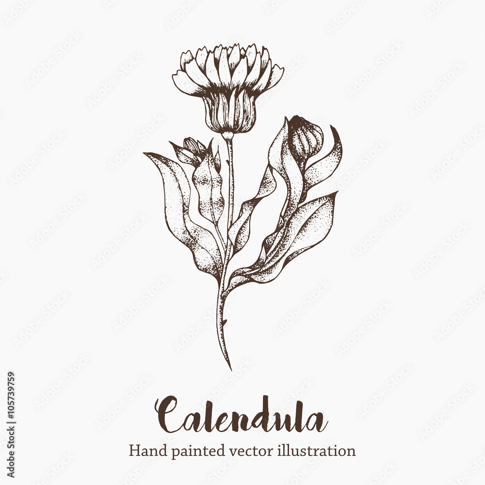 Nature vector calendula flower sketch hand drawing illustration - obrazy, fototapety, plakaty 