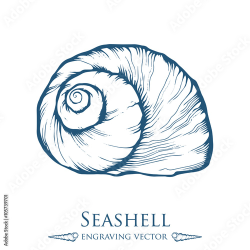 Seashell, sea shell, nature ocean aquatic underwater vector. Hand drawn marine engraving illustration on white background