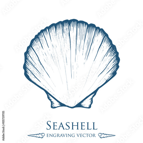 Seashell, sea shell, nature ocean aquatic underwater vector. Hand drawn marine engraving illustration on white background
