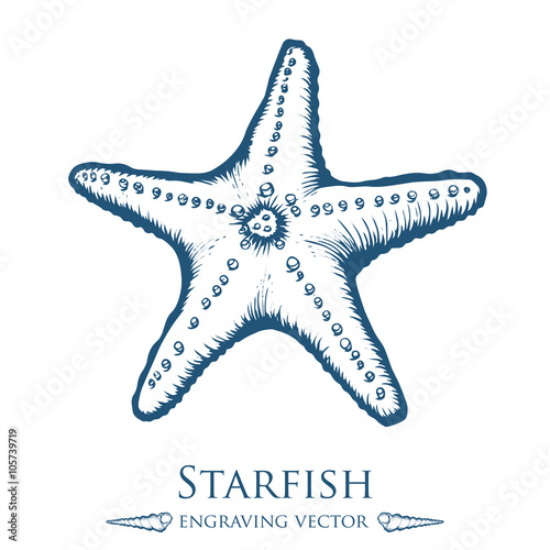 starfish, seashell, sea shell nature ocean aquatic underwater vector. Hand drawn marine engraving illustration on white background