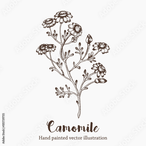 Fototapeta Naklejka Na Ścianę i Meble -  Vector camomile flower sketch illustration on white background. Nature hand drawn
