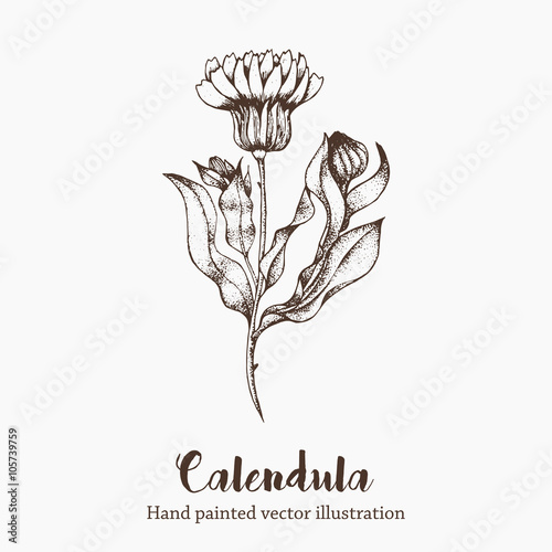 Fototapeta Naklejka Na Ścianę i Meble -  Nature vector calendula flower sketch hand drawing illustration