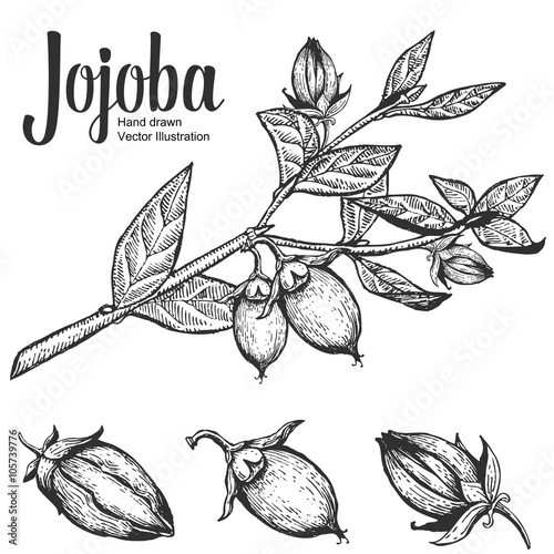 Jojoba nut, seed, fruit, branch, leaf, fruit. Organic oil nutrition healthy food. Engraved hand drawn vintage retro vector illustration