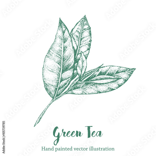 Green tea leaf vector illustration. Floral branch organic hand drawing sketch.