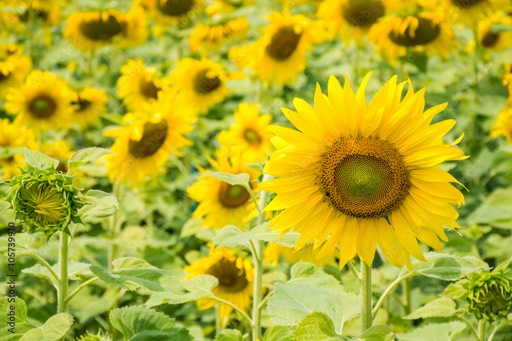 Sunflower field