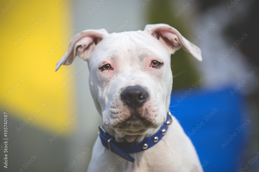 American Staffordshire Terrier young dog portrait