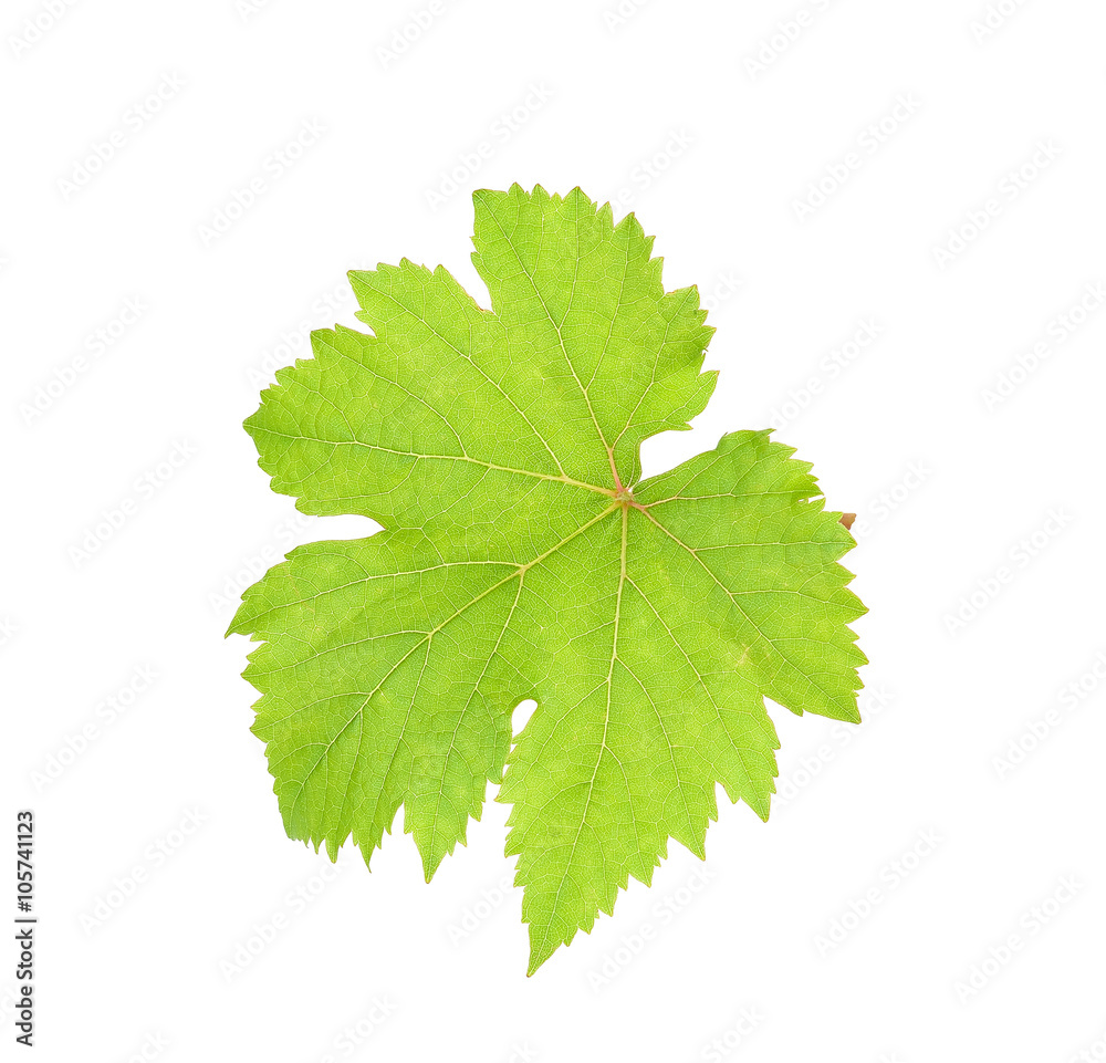 Grape leaf isolated on the white background Grape leaf isolated on the white background