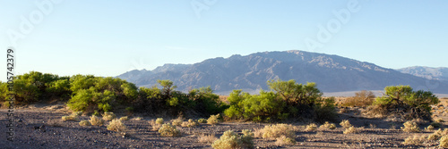 Bild auf Leinwand Death Valley panorama with honey mesquite on sand dune