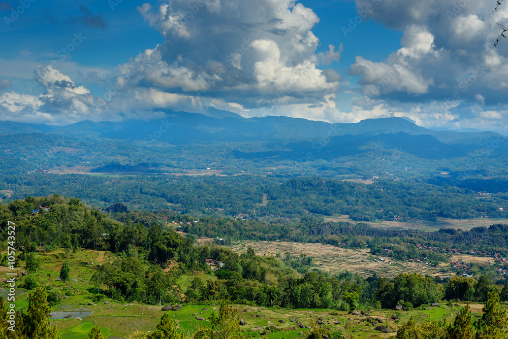 Green rice field  in Tana Toraja