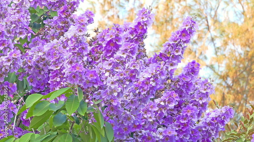 Lagerstroemia floribunda flowers in summer time on green leaves:Ultra HD 4K High quality footage size (3840x2160)