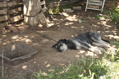 Dog lying down tied with an iron chain