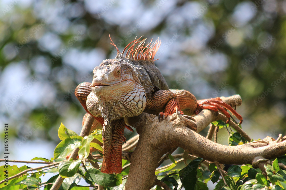 iguana on the tree iguana on the tree