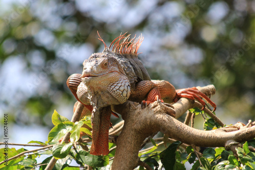 iguana on the tree