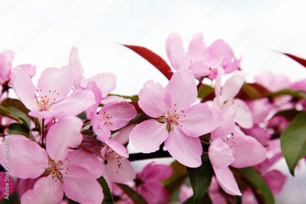 pink apple tree flowers in the spring, selective focus