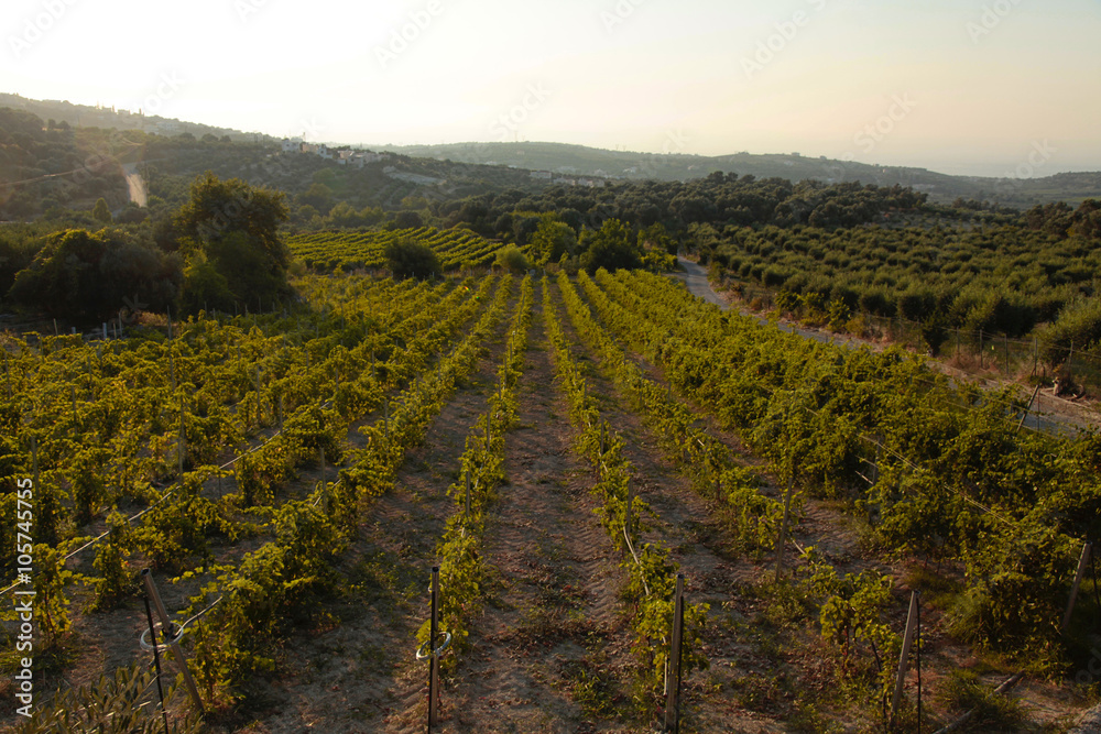 Panoramic landscape of a vineyard in Crete, Greece.