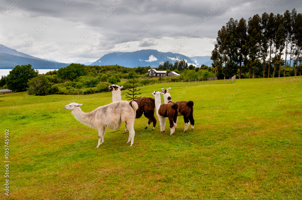 Four alpacas in bad weather, Chile