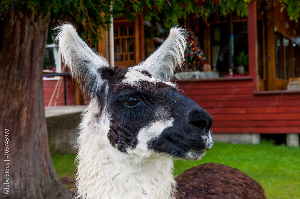 Obraz premium Portrait of a handsome alpaca in cloudy weather.