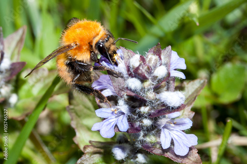 Bee apis mellifica photo