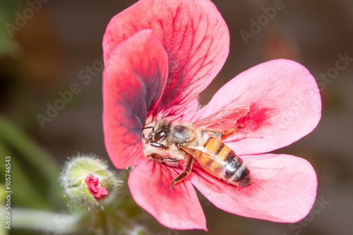 Bee apis mellifica photo