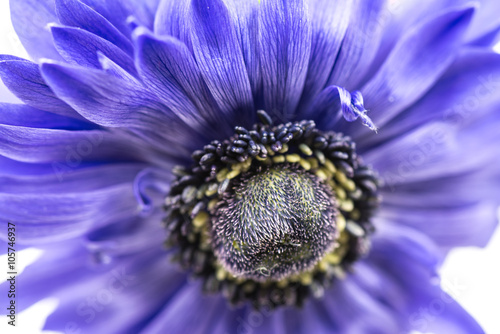 Flower  anemone  close-up  macro.