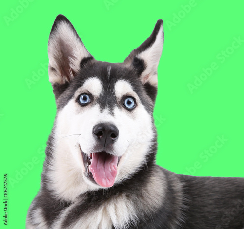 Fototapeta Naklejka Na Ścianę i Meble -  Beautiful cute husky puppy, on green background