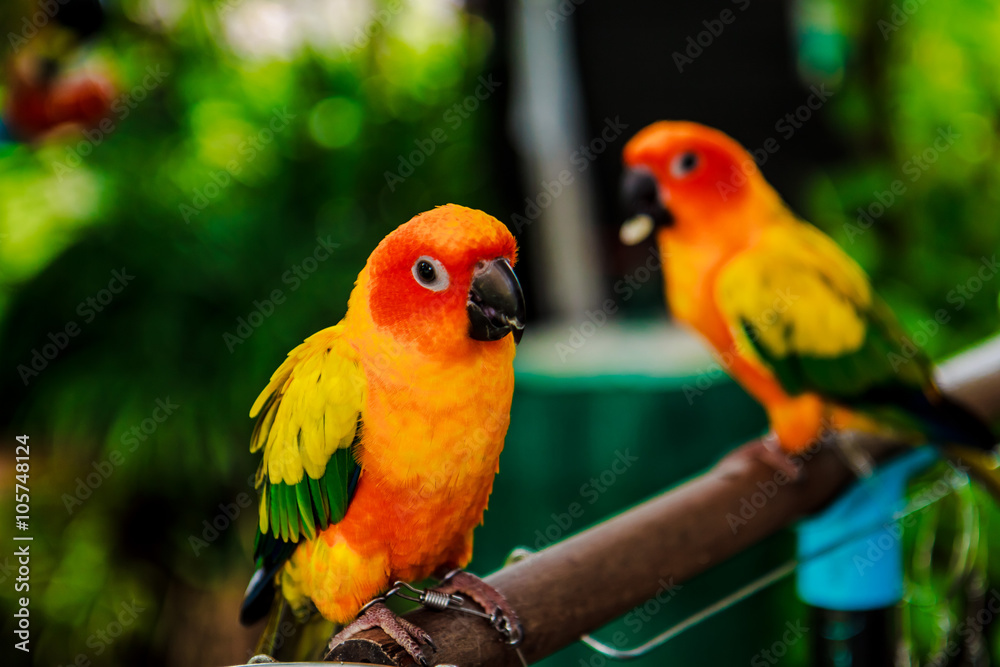pair of Yellow parrots pair of Yellow parrots