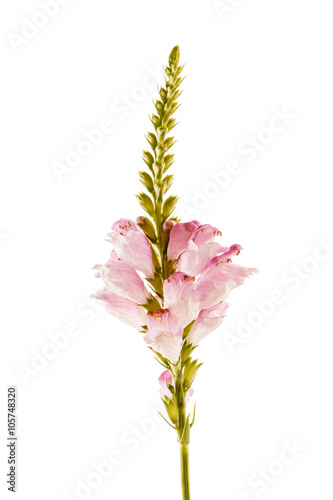 nice flower isolated