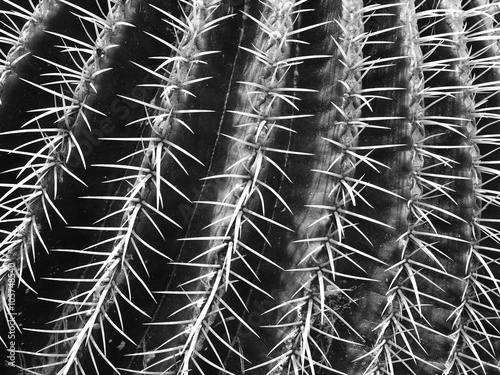 cactus photo