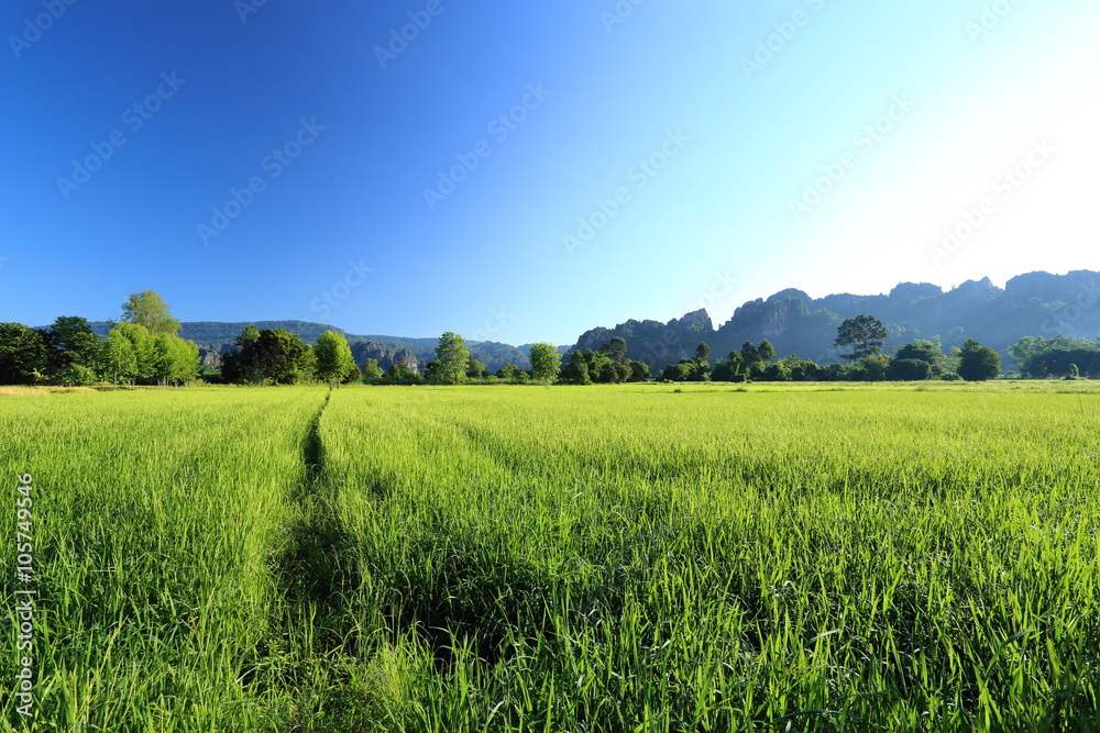 Obraz premium Rice and mountains