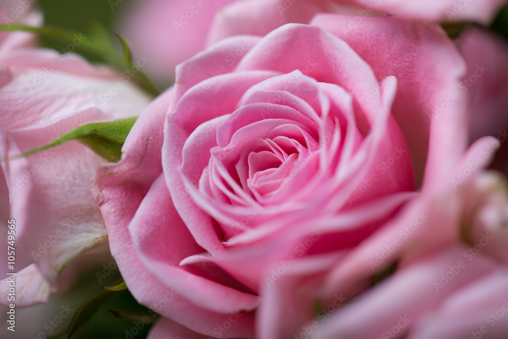Close up image of a bouquet of pink roses Close up image of a bouquet of pink roses